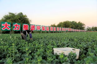 肇慶綠色農(nóng)副產(chǎn)品集散基地 蝶變?cè)诩?>
</div>
<div   id=